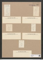 Diatomeae indet. Zeichnungen Sammlung Grunow Nr. 5874 (NHMW-BOT-W0374321)